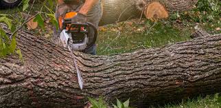 Best Storm Damage Tree Cleanup  in Gridley, IL